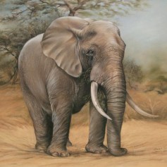elephant (pastel & akwarel)  500 x 600mm